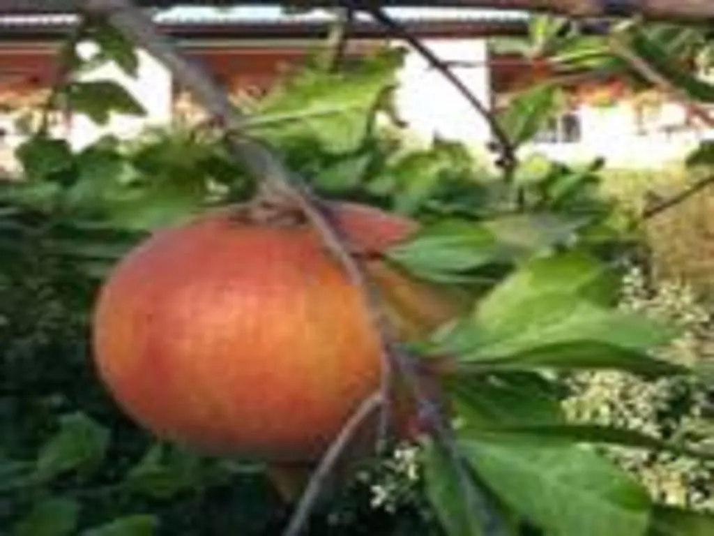Il Melograno Country House Saturnia 3*,